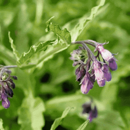 Herbal Miracle Balm for Pain Relief - Buy 1 Get 1 Free